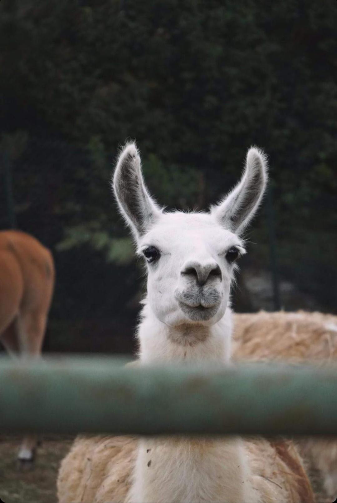 Polonezkoey Country Club & Accommodation In The Wildlife Park! Istanbul Eksteriør bilde